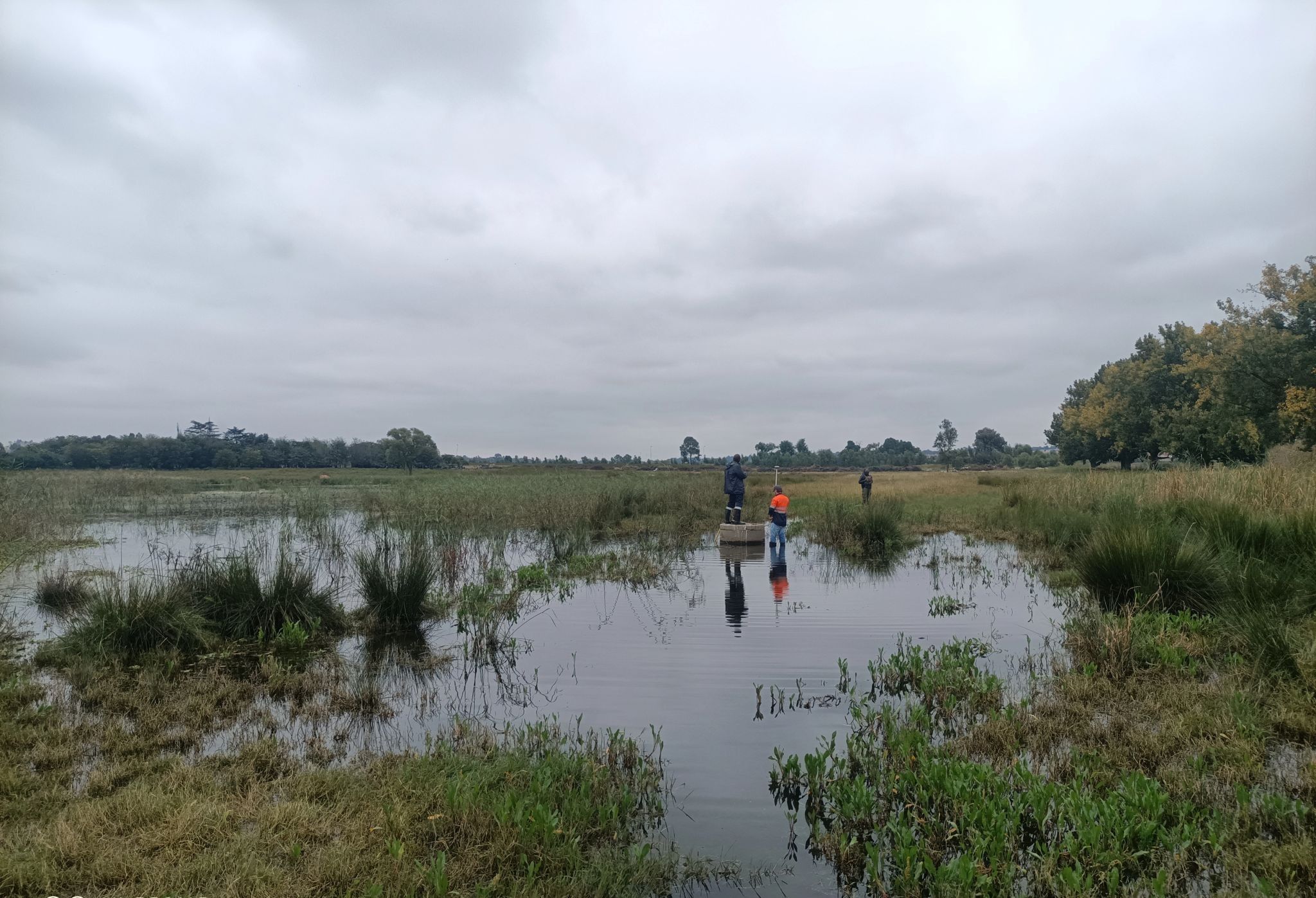 Surveyors working in a wetland