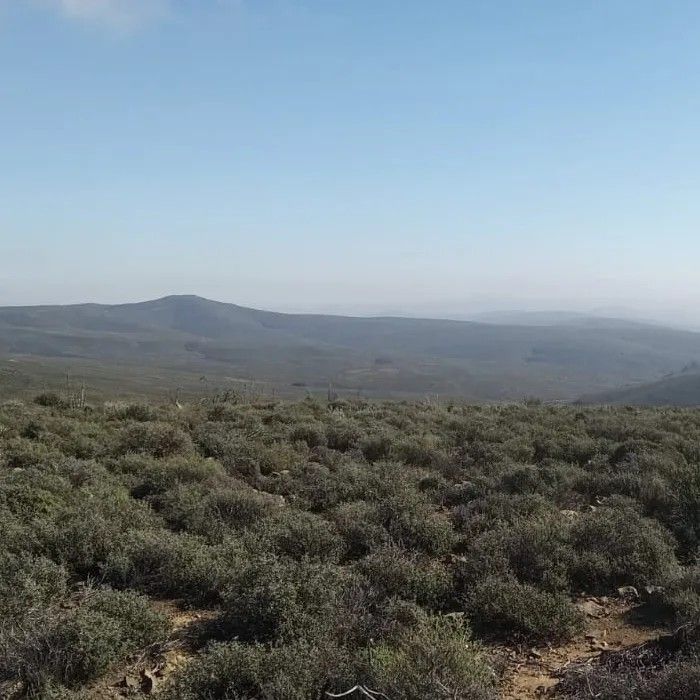 A view across the scrubland of the Oya site